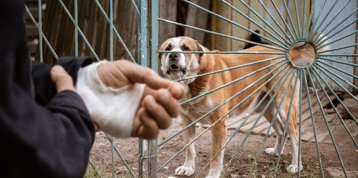 Legal support for dog bite victims in Milwaukee.